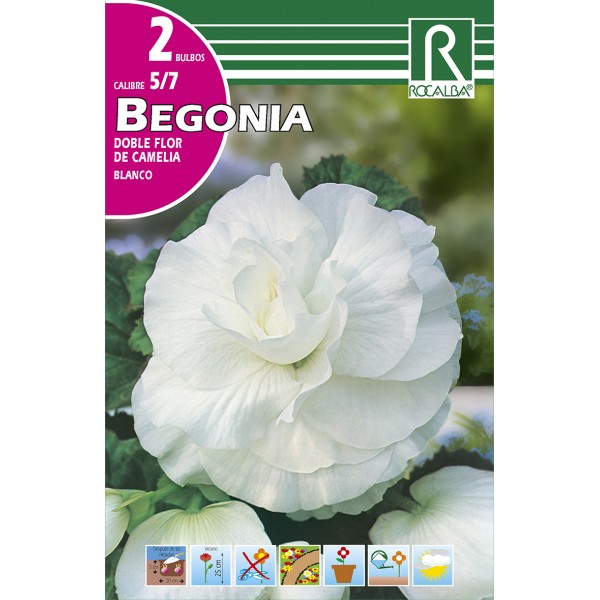Bulbo de Begonia doble flor de camelia blanco (bolsa litografiada 2  unidades) - GardenProfesional
