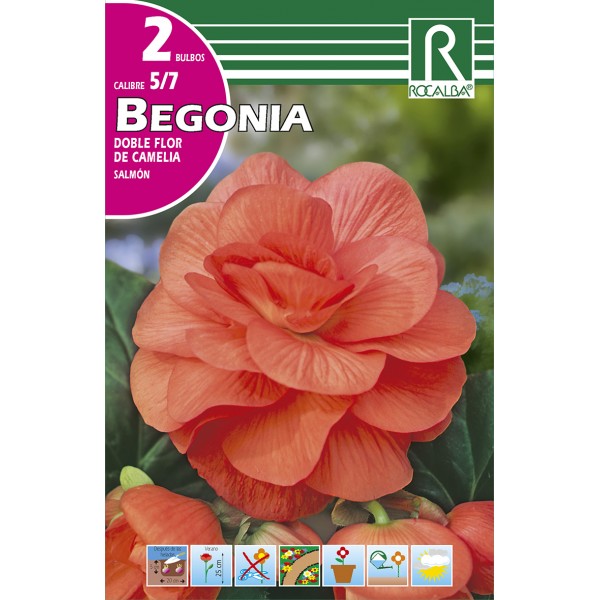 Bulbo de Begonia doble flor de camelia salmón (bolsa litografiada 2  unidades) - GardenProfesional