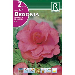 Bulbo de Begonia doble flor de camelia rosa (bolsa litografiada 2 unidades)