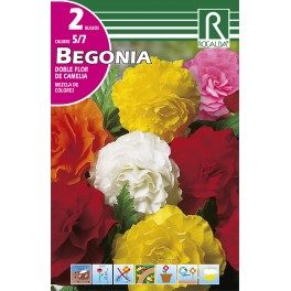 Bulbo de Begonia doble flor de camelia mezcla de colores (bolsa litografiada 2 unidades)