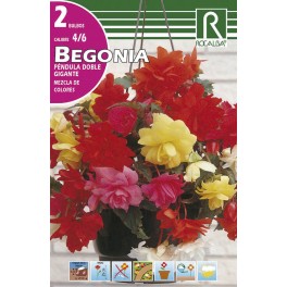 Bulbo de Begonia péndula doble gigante mezcla de colores (bolsa litografiada 2 unidades)