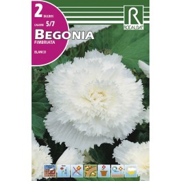 Bulbo de Begonia fimbriata blanco (bolsa litografiada 2 unidades)