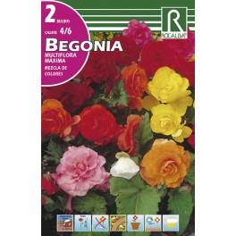 Bulbo de Begonia multiflora máxima mezcla de colores (bolsa litografiada 2 unidades)