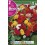 Bulbo de Begonia non stop mezcla de colores (bolsa litografiada 2 unidades)