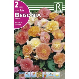 Bulbo de Begonia pastel mezcla de colores (bolsa litografiada 2 unidades)