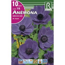 Bulbo de Anémona simple de caén Mr.Folker  (bolsa litografiada 10 unidades)