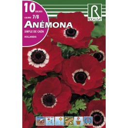 Bulbo de Anémona simple de caén hollandia  (bolsa litografiada 10 unidades)