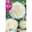 Bulbo de ranúculo francesilla blanco (bolsa litografiada 10 unidades)