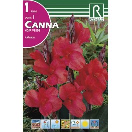 Bulbo de  canna hoja verde naranja (bolsa litografiada 1 unidad)