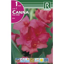 Bulbo de  canna hoja verde rosa (bolsa litografiada 1 unidad)