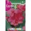 Bulbo de  canna hoja verde rosa (bolsa litografiada 1 unidad)