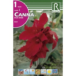 Bulbo de  canna hoja verde rojo (bolsa litografiada 1 unidad)