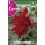 Bulbo de  canna hoja verde rojo (bolsa litografiada 1 unidad)