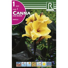 Bulbo de  canna hoja marrón amarillo (bolsa litografiada 1 unidad)
