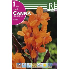 Bulbo de  canna hoja marrón naranja (bolsa litografiada 1 unidad)