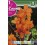 Bulbo de  canna hoja marrón naranja (bolsa litografiada 1 unidad)