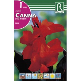 Bulbo de  canna hoja marrón rojo (bolsa litografiada 1 unidad)