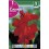 Bulbo de  canna hoja marrón rojo (bolsa litografiada 1 unidad)