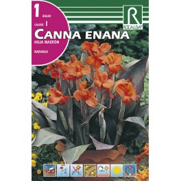 Bulbo de  canna enana hoja marrón naranja (bolsa litografiada 1 unidad)