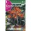 Bulbo de  canna enana hoja marrón naranja (bolsa litografiada 1 unidad)