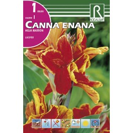 Bulbo de  canna enana hoja marrón lucifer (bolsa litografiada 1 unidad)
