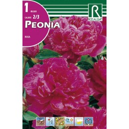 Bulbo de Peonia rosa (bolsa litografiada 1 unidad)