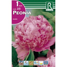 Bulbo de Peonia salmon (bolsa litografiada 1 unidad)