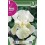 Bulbo de iris germanica blanco (bolsa litografiada 1 unidad)