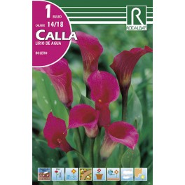 Bulbo de calla lirio de agua bolero (bolsa litografiada 1 unidad)