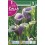 Bulbo de calla lirio de agua picasso (bolsa litografiada 1 unidad)