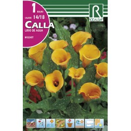 Bulbo de calla lirio de agua mozart (bolsa litografiada 1 unidad)