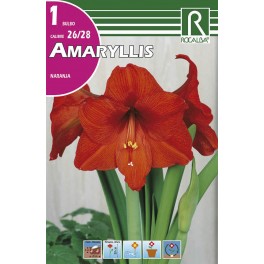 Bulbo de amaryllis naranja (bolsa litografiada 1 unidad)