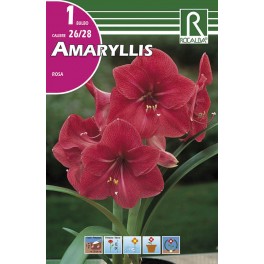 Bulbo de amaryllis rosa (bolsa litografiada 1 unidad)