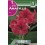 Bulbo de amaryllis rosa (bolsa litografiada 1 unidad)