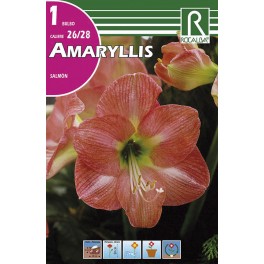 Bulbo de amaryllis salmón (bolsa litografiada 1 unidad)