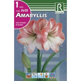 Bulbo de amaryllis rosa estirado a blanco (bolsa litografiada 1 unidad)