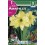 Bulbo de amaryllis amarillo (bolsa litografiada 1 unidad)