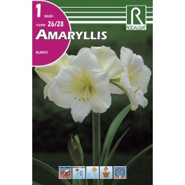 Bulbo de amaryllis blanco (bolsa litografiada 1 unidad)