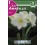 Bulbo de amaryllis blanco (bolsa litografiada 1 unidad)