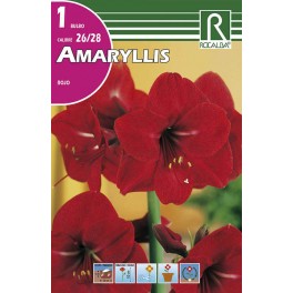 Bulbo de amaryllis rojo (bolsa litografiada 1 unidad)