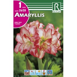 Bulbo de amaryllis doble rojo y blanco (bolsa litografiada 1 unidad)