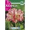 Bulbo de amaryllis doble rojo y blanco (bolsa litografiada 1 unidad)