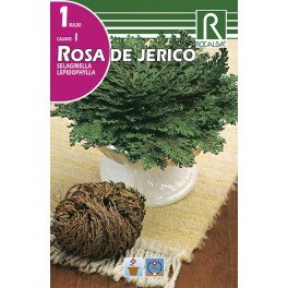 Bulbo de rosa de Jericó (bolsa litografiada 1 unidad)
