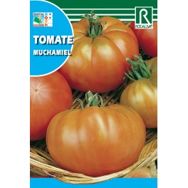 Semilla tomate muchamiel