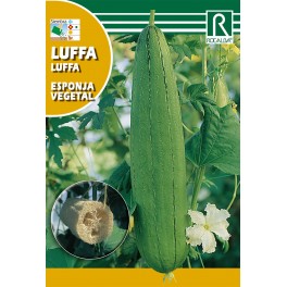 Semilla calabaza luffa esponja vegetal