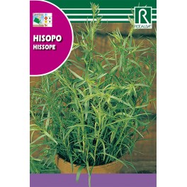 Semilla hisopo