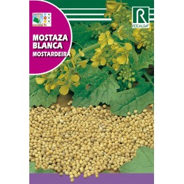 Semilla mostaza blanca