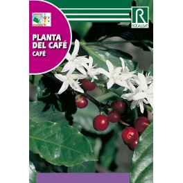 Semilla planta del café
