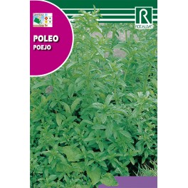 Semilla poleo