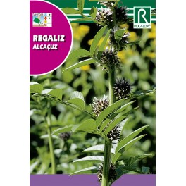 Semilla regaliz